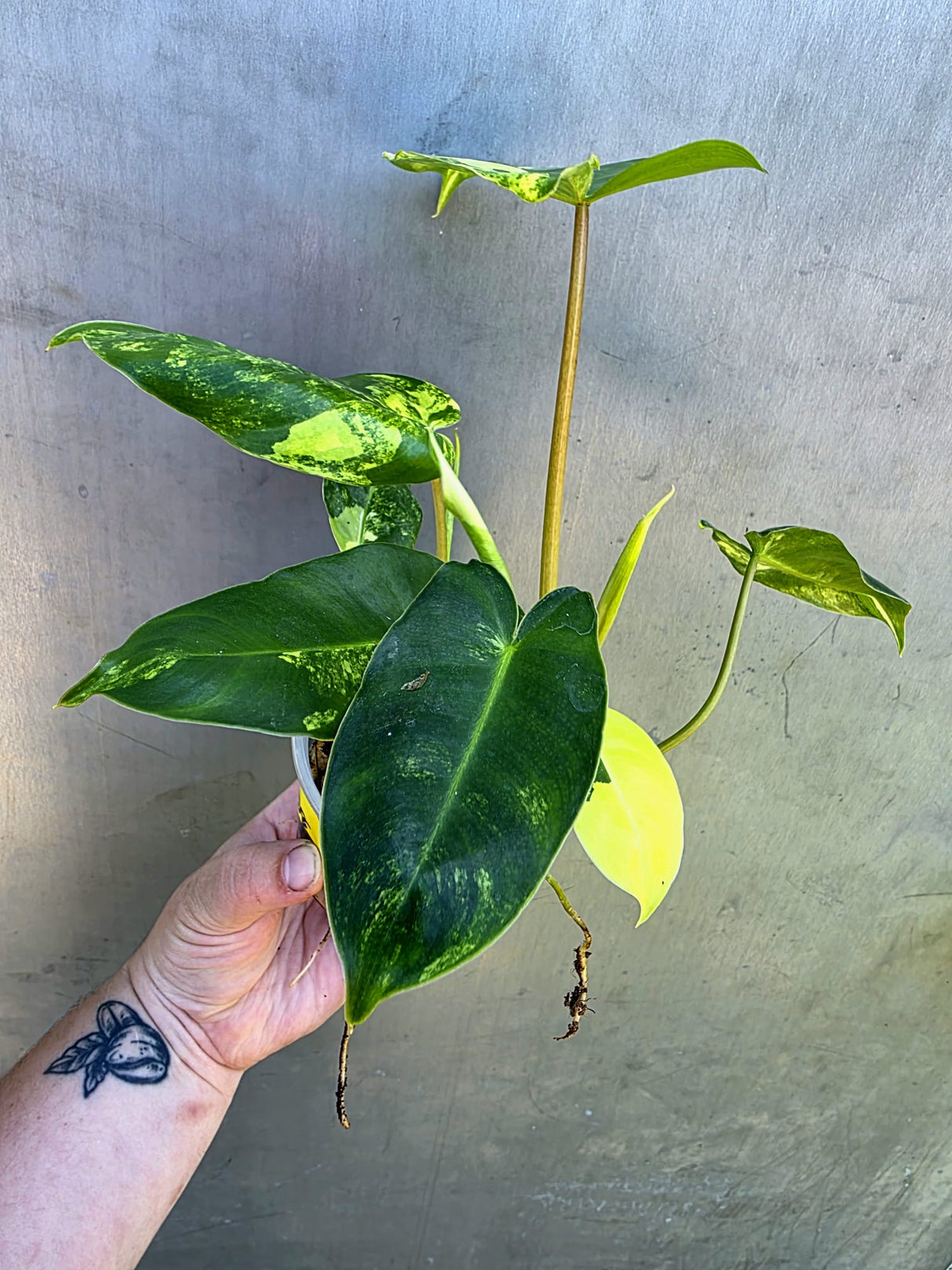 Variegated Burle Marx Philodendron - EXACT Plant - US Seller - (May-29-08)
