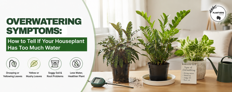 Overwatering Symptoms