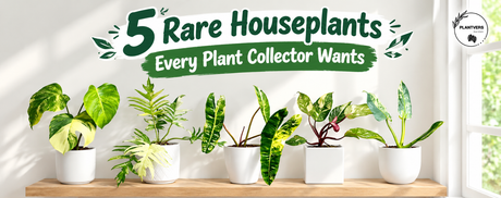 5 Rare Houseplants Every Plant Collector Wants