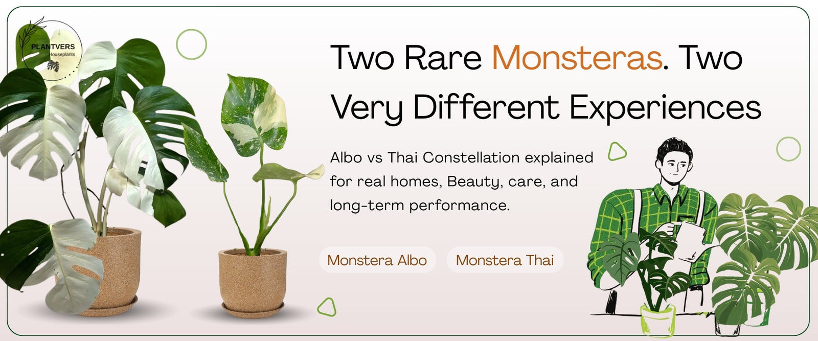 Monstera Thai Constellation vs Monstera Albo: Differences, Similarities & Which Is Right for You