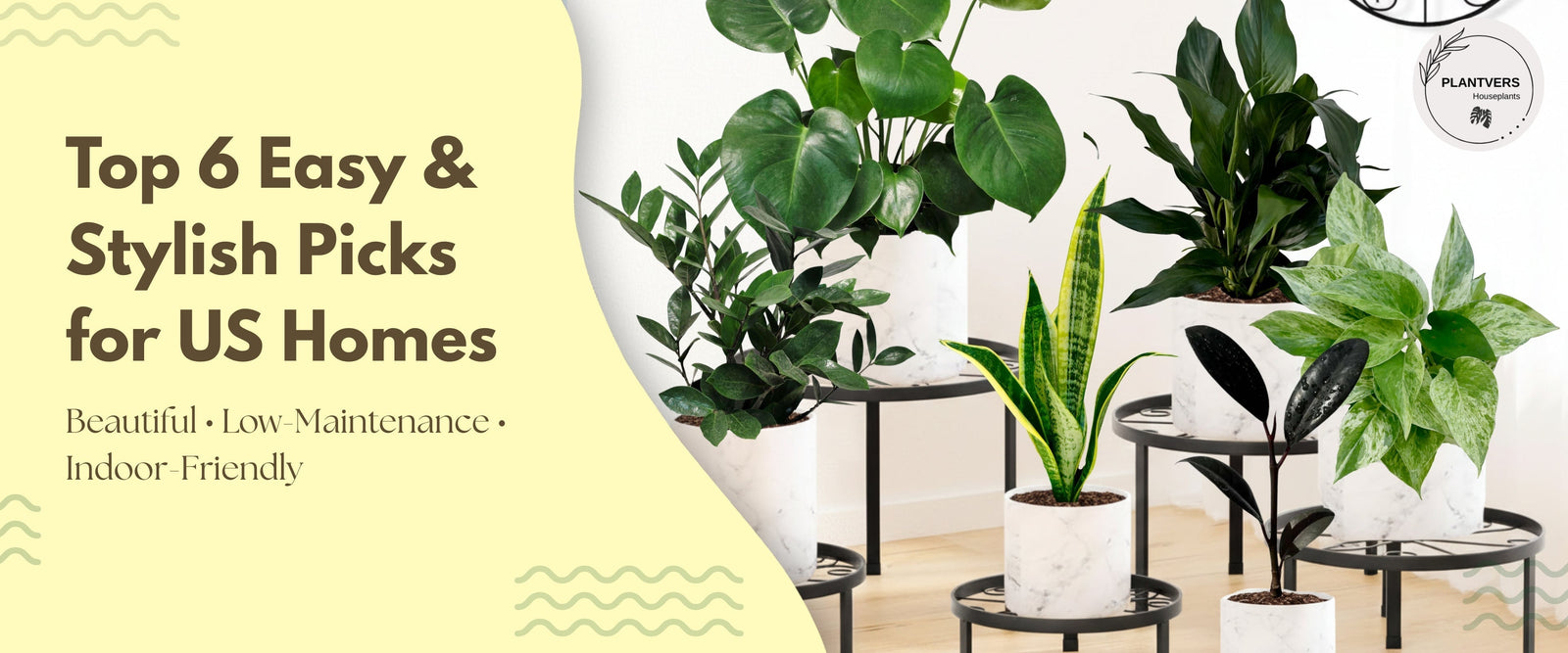 Top 6 Houseplants for Modern US Homes