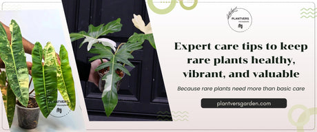 Rare Indoor Plants Care Guide