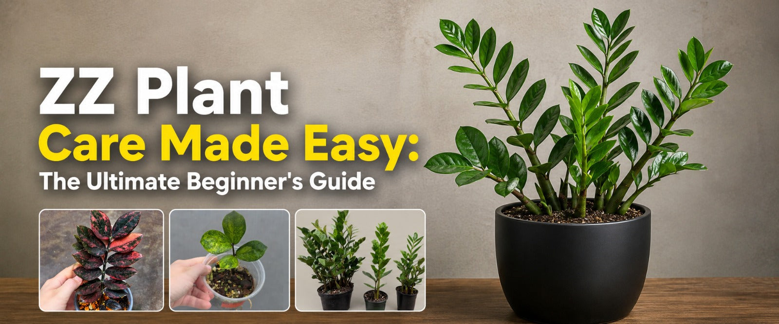 ZZ Plant Care Made Easy: The Ultimate Beginner's Guide