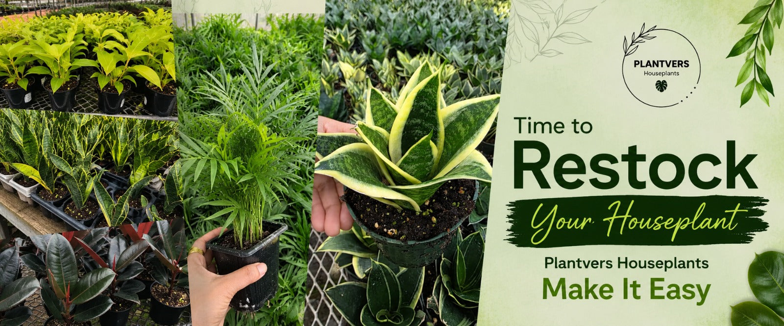 Time to Restock Your Houseplants - Plantvers Houseplants Makes It Easy
