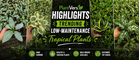 PlantVers Highlights Trending Low-Maintenance Tropical Plants for Wholesale Buyers