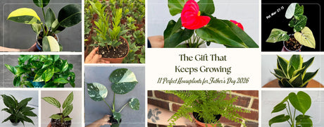 The Gift That Keeps Growing: 11 Perfect Houseplants for Father’s Day 2026