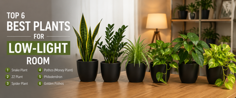Top 6 Best Plants for Low-Light Rooms
