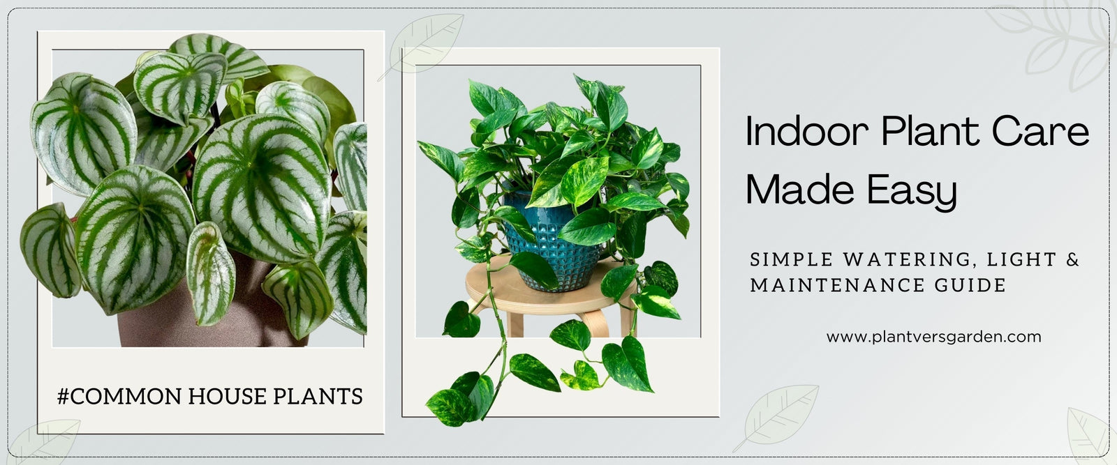 Common Indoor Plants Care Guide