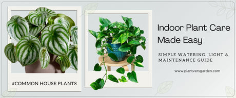 Common Indoor Plants Care Guide