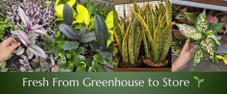Real-Time Wholesale Tropical HousePlant Availability