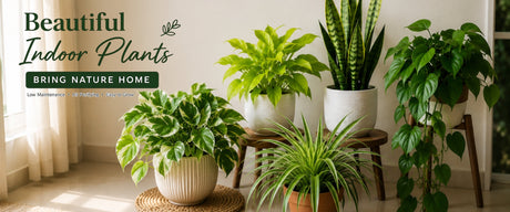 Small Apartment Gardening: 10 Easy Indoor Plants for Beginners