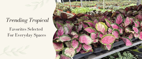 Plantvers Houseplants Spring 2026 Pre-Booking Is Now Open
