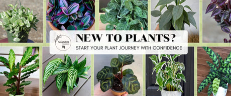Easy houseplant for beginners
