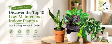 Not a Plant Expert? Discover the Top 7 Low-Maintenance Indoor Plants Dominating Homes in 2026