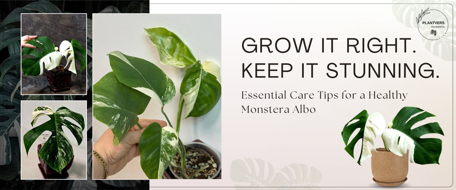 monstera albo care guide