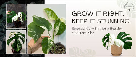 monstera albo care guide