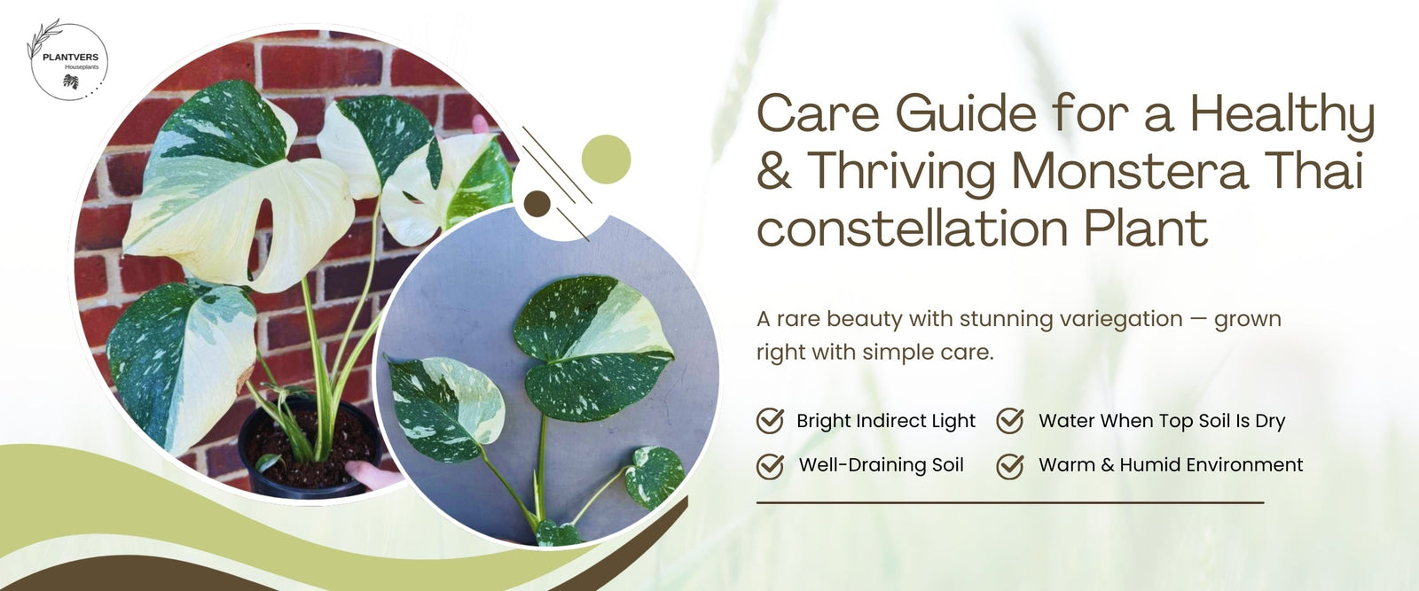 Monstera Thai Constellation Care Guide