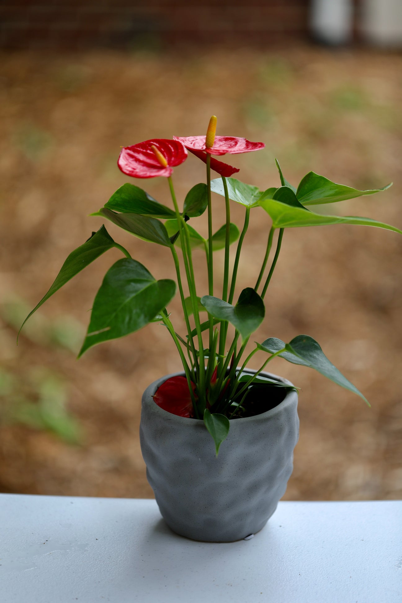 Anthurium Flowering Plant