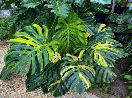 Variegated Monstera Aurea Plants