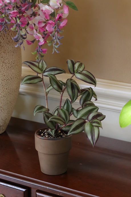 Office Plants
