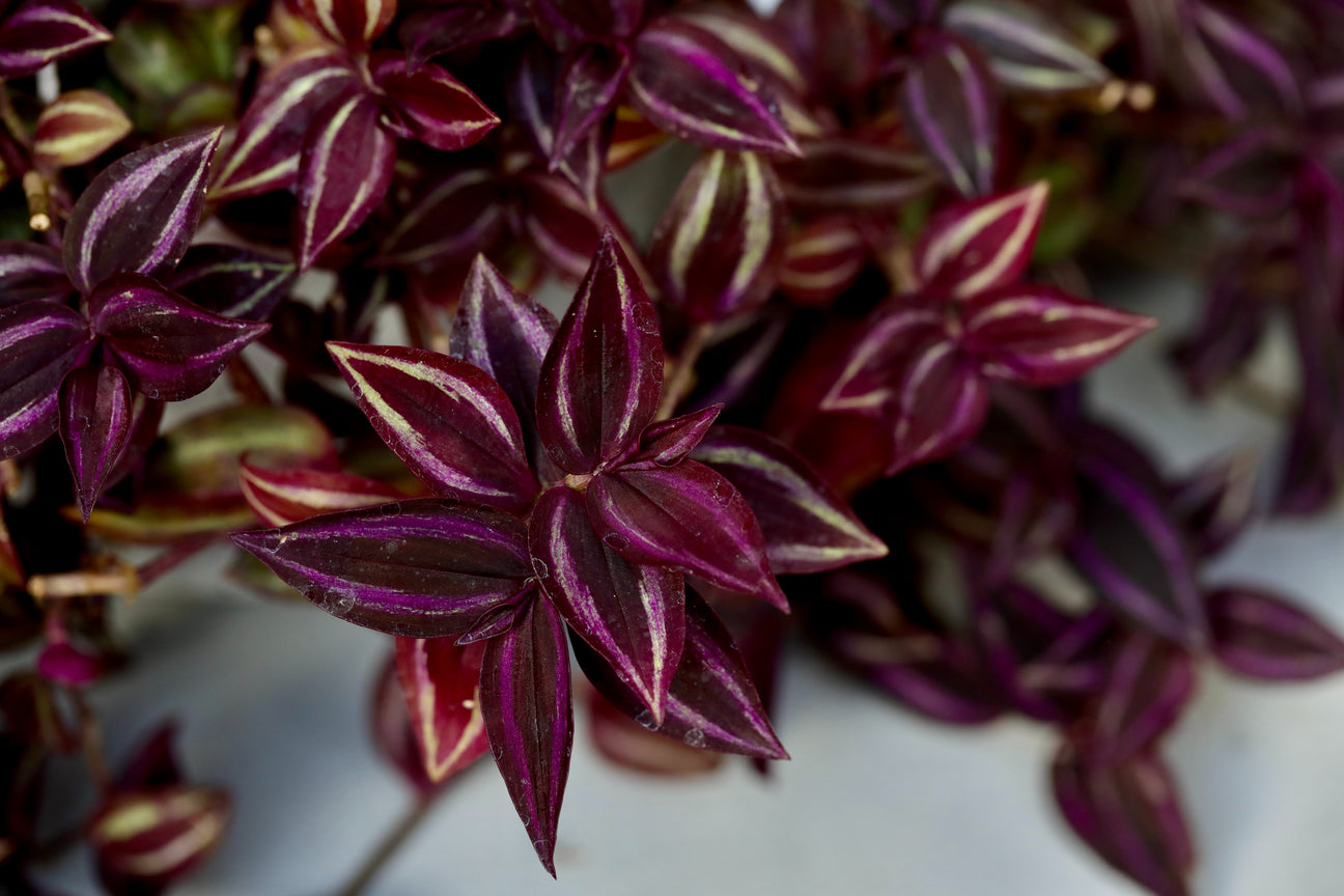 Wandering Jew