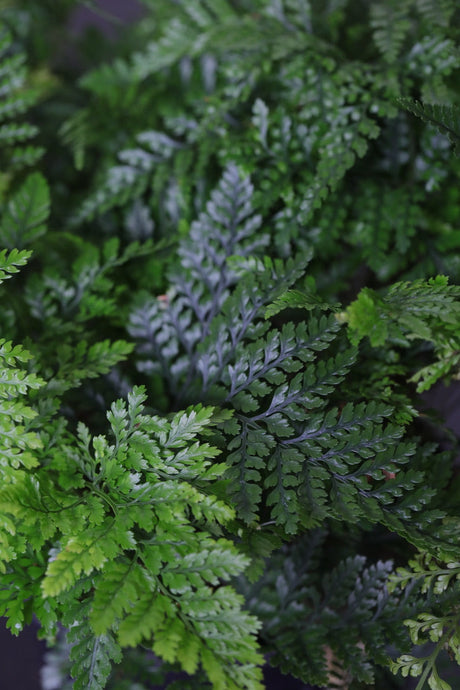 Ferns