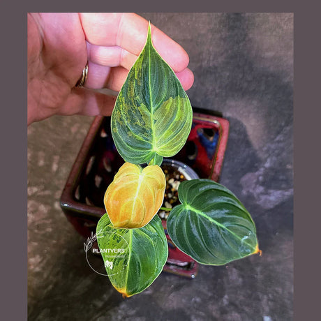 Philodendron Melanochrysum Variegated