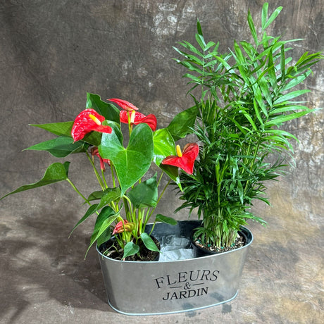 Dish Garden