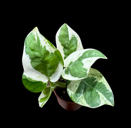 Sub Category (Starter Plants )