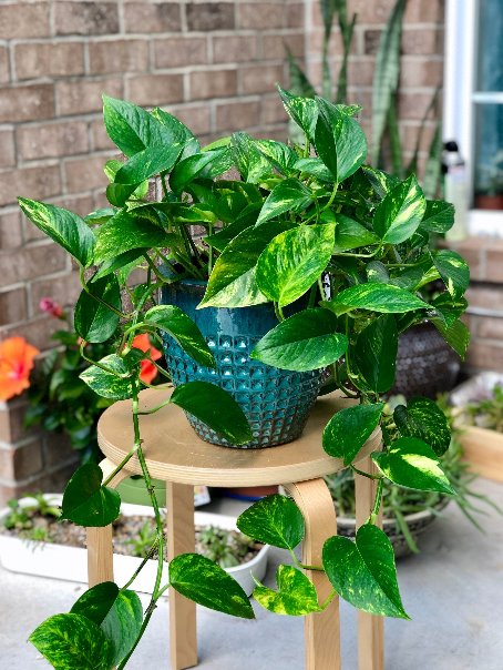 Pothos Indoor Plant Collection