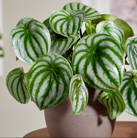Peperomia Collection