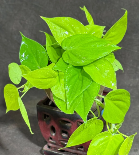 Philodendron Vining Collection