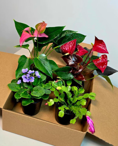 Assorted Plant Sets – PlantVers Houseplants