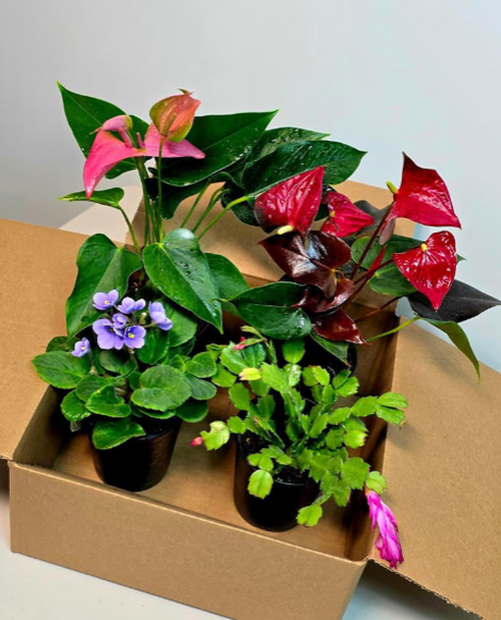 Assorted Plant Sets