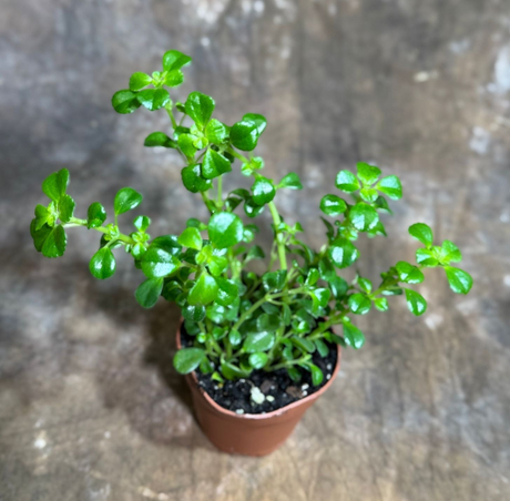 Baby Tears plant collection