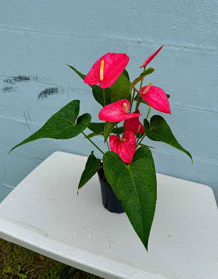 Anthurium collection