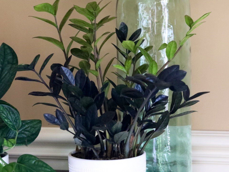 ZZ Plant