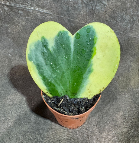 Hoya Plant