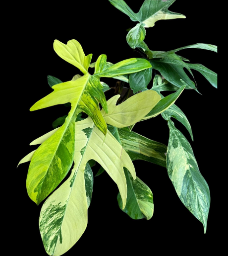 Philodendron Variegated Florida Beauty