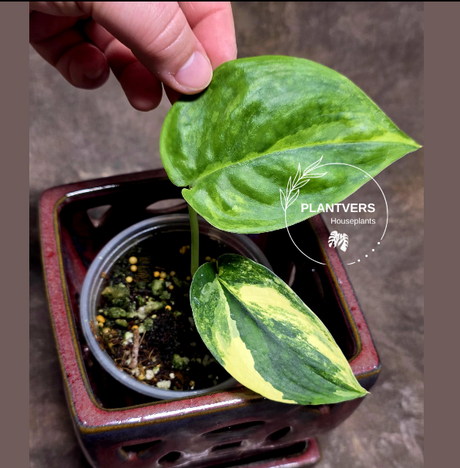 Scindapsus Jade Satin