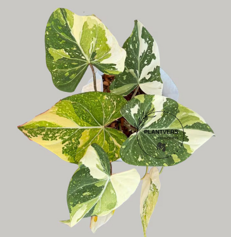 Variegated Philodendron Gloriousum Tricolor