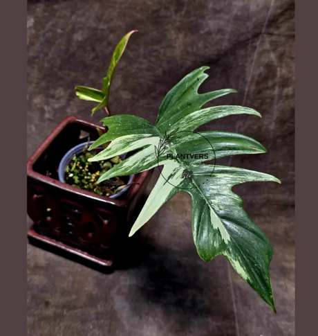 Variegated Philodendron Florida Beauty x Tortum