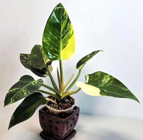 Philodendron Green Congo