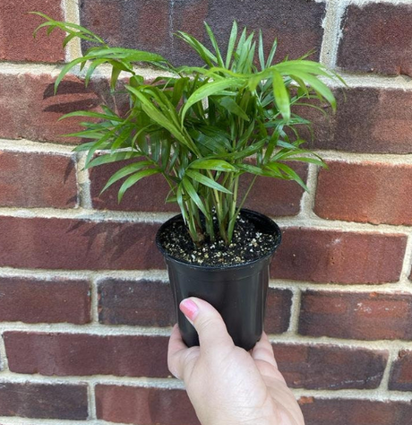 Parlor Palm Plant
