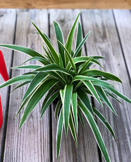Spider Plant Collection