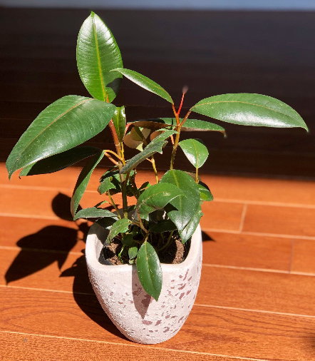Ficus Collection
