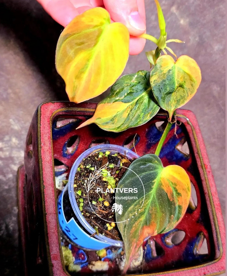 Variegated Philodendron Mican Aurea