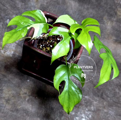 Variegated Rhaphidophora Tetrasperma Albo