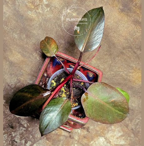 Philodendron Orange Princess