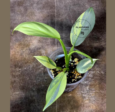 Philodendron Silver Sword